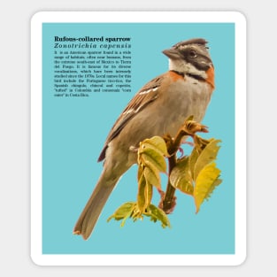 Rufous-collared sparrow bird Black text Magnet